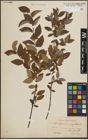 Foto von Salix lapponum L. x Salix myrtilloides L.